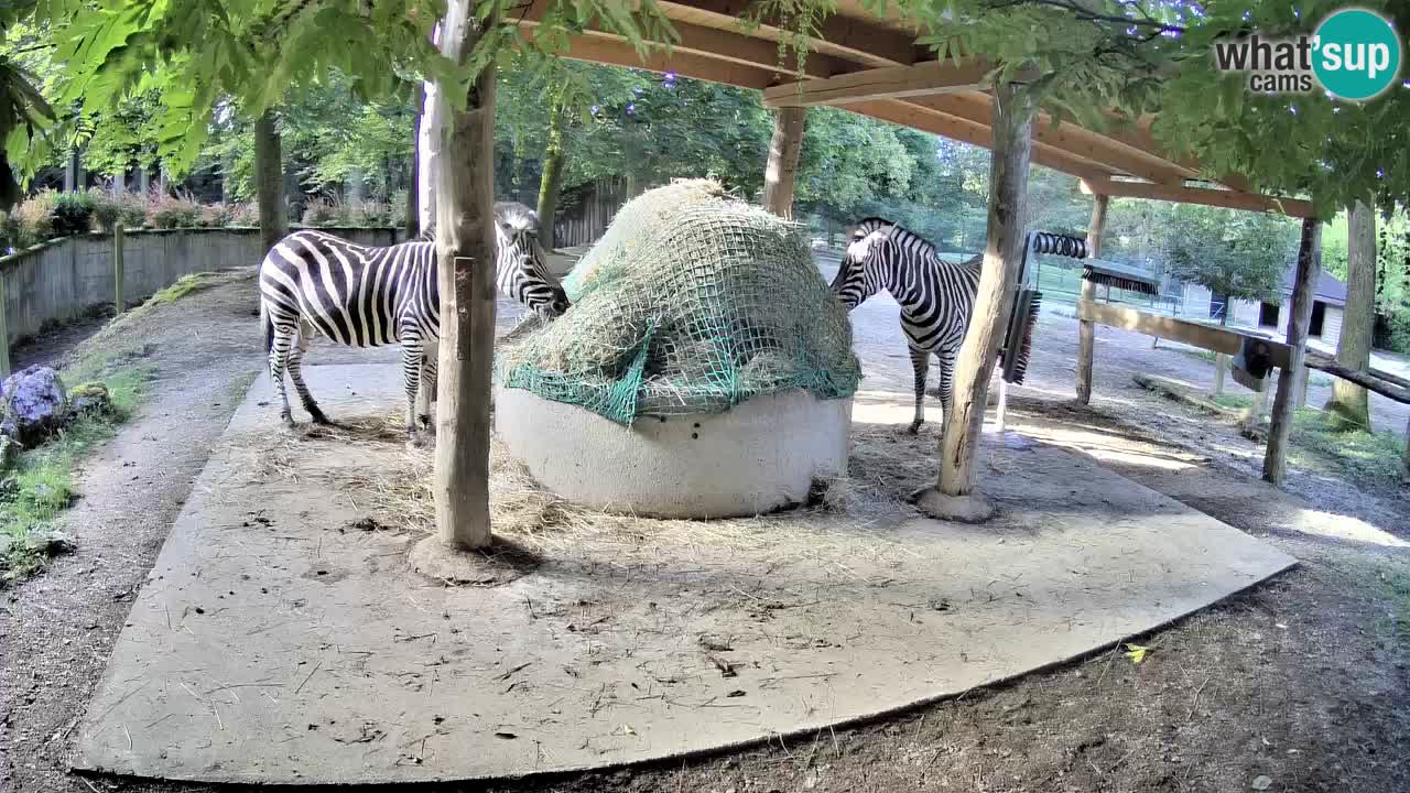 Live Webcam Zebras in Ljubljana ZOO – Slowenien