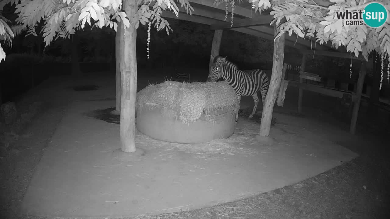 Live webcam Zebras in Ljubljana ZOO – Slovenia
