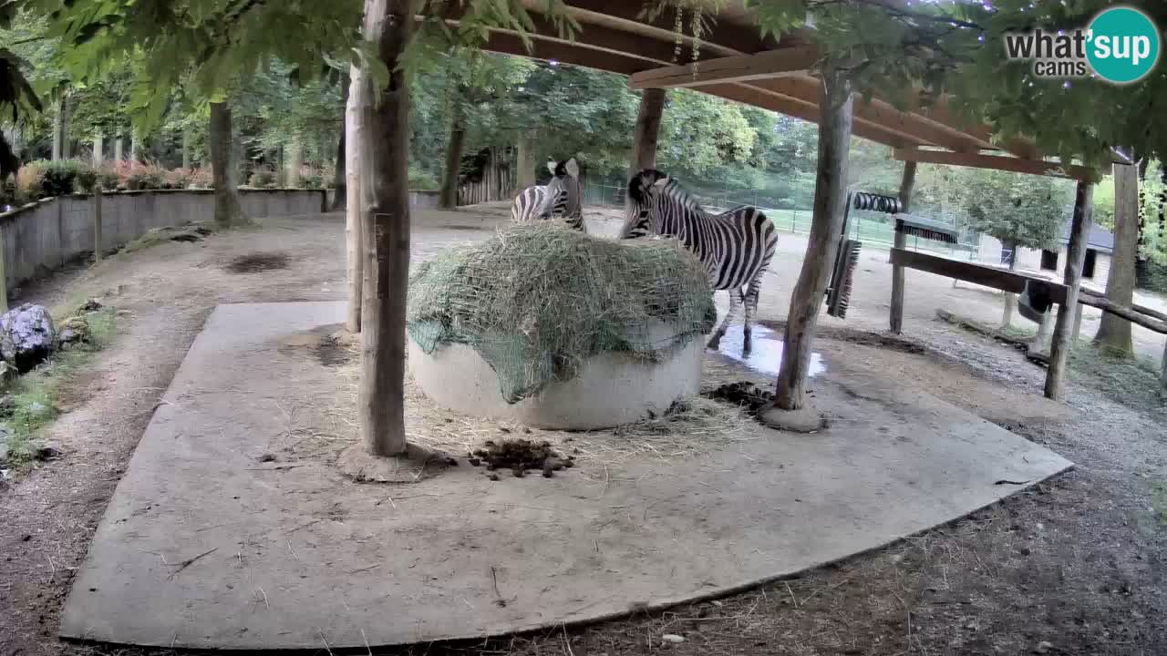 Le Zebre nello ZOO di Ljubljana – Slovenia Live webcam