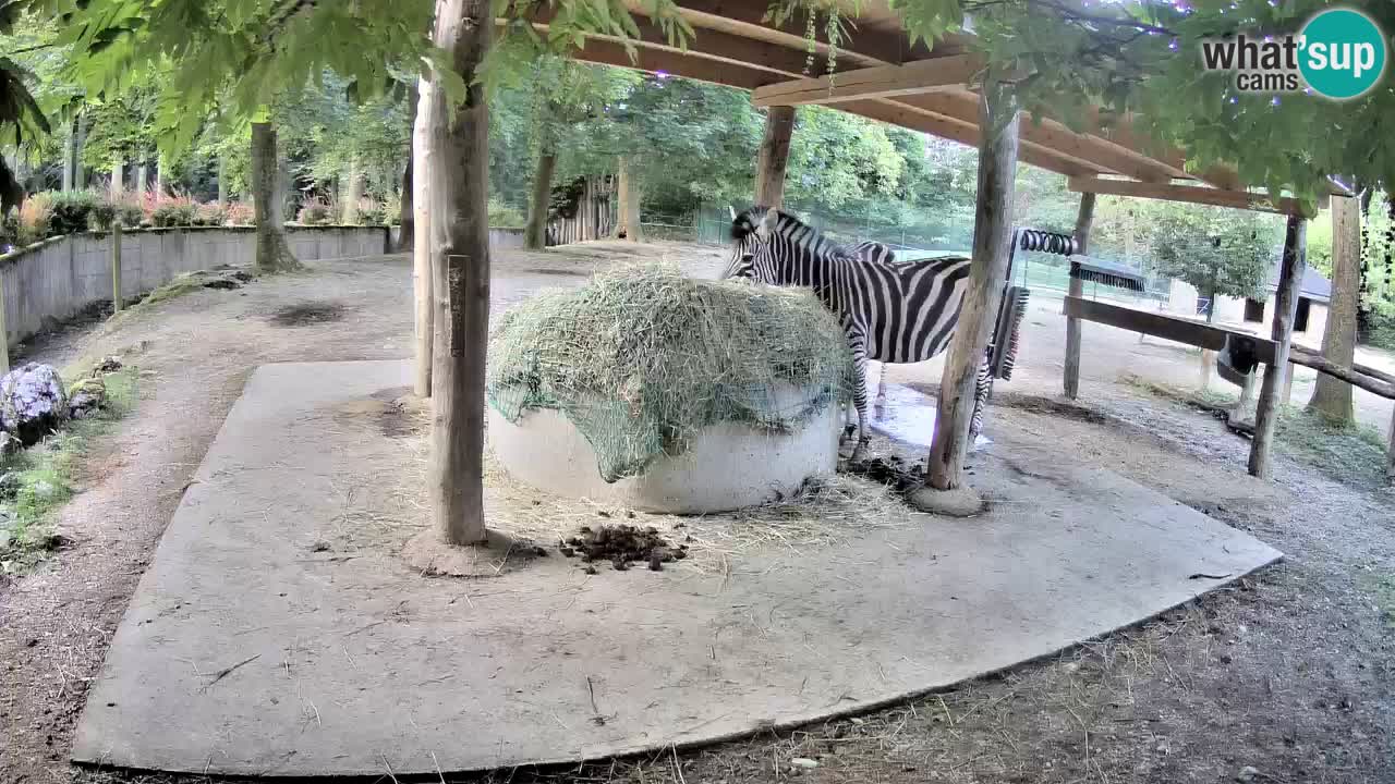Live webcam Zebras in Ljubljana ZOO – Slovenia