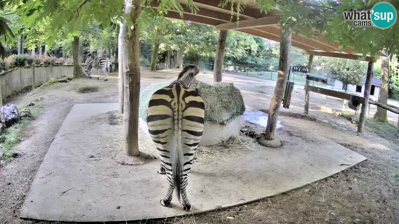 Live webcam Zebras in Ljubljana ZOO – Slovenia