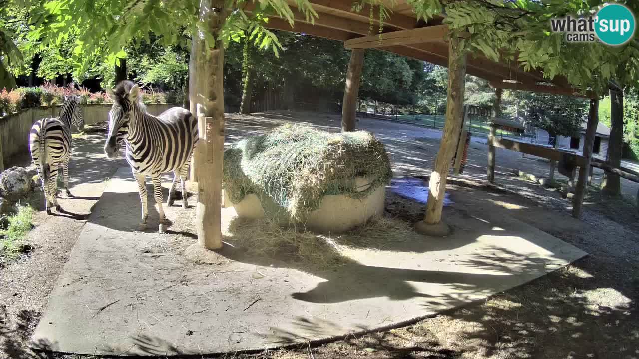 Live webcam Zebras in Ljubljana ZOO – Slovenia