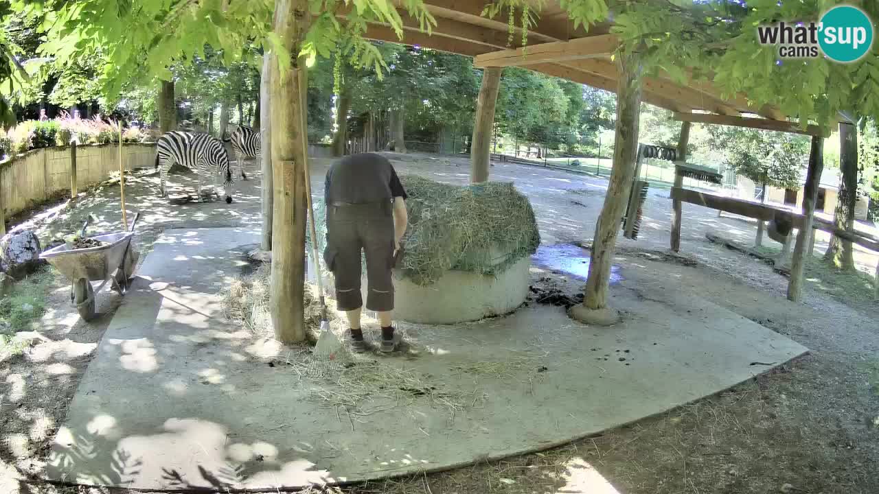 Le Zebre nello ZOO di Ljubljana – Slovenia Live webcam