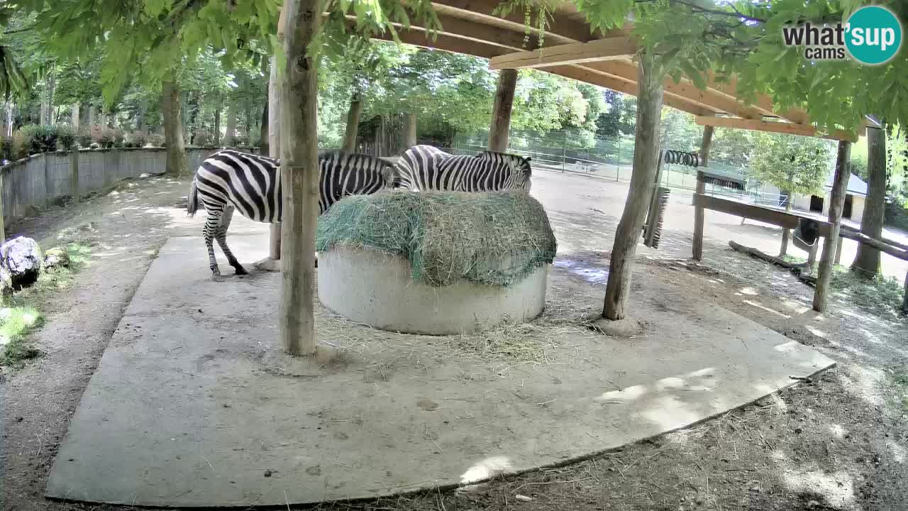 Live Webcam Zebras in Ljubljana ZOO – Slowenien