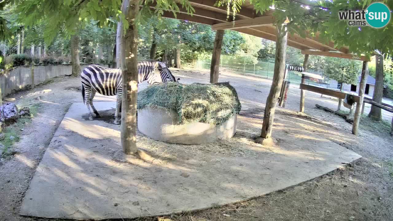 Live webcam Zebras in Ljubljana ZOO – Slovenia