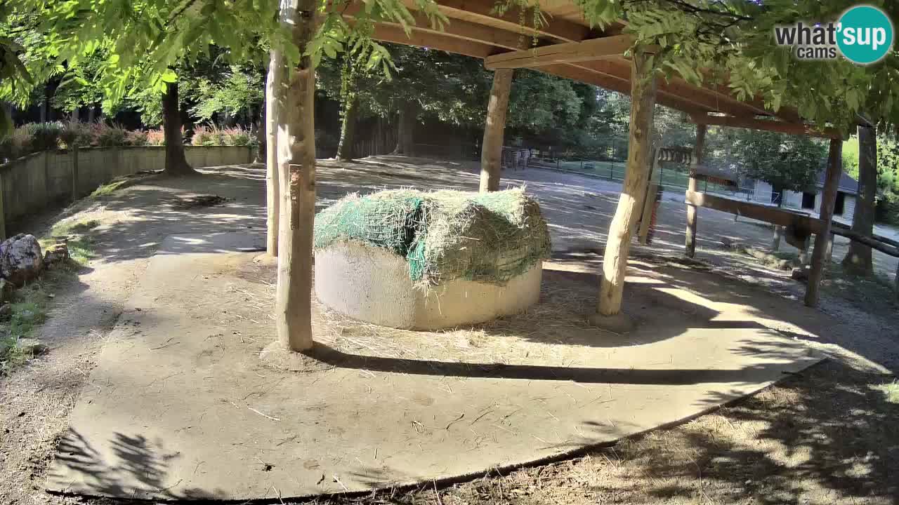 Web kamera uživo Zebras u ZOO Ljubljana – Slovenija