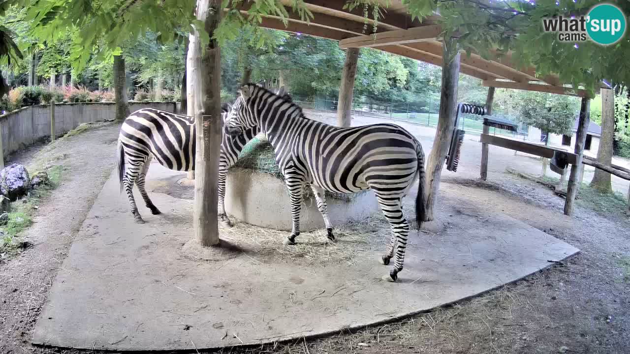 Live webcam Zebras in Ljubljana ZOO – Slovenia