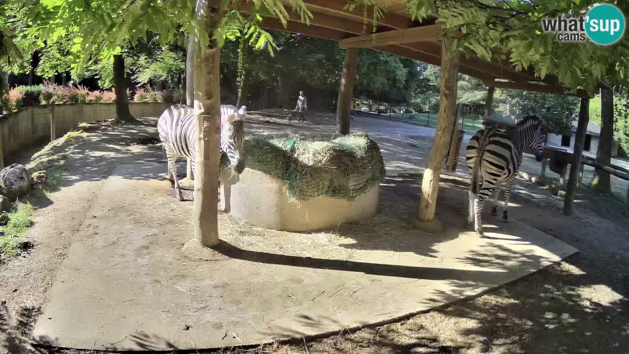 Live webcam Zebras in Ljubljana ZOO – Slovenia