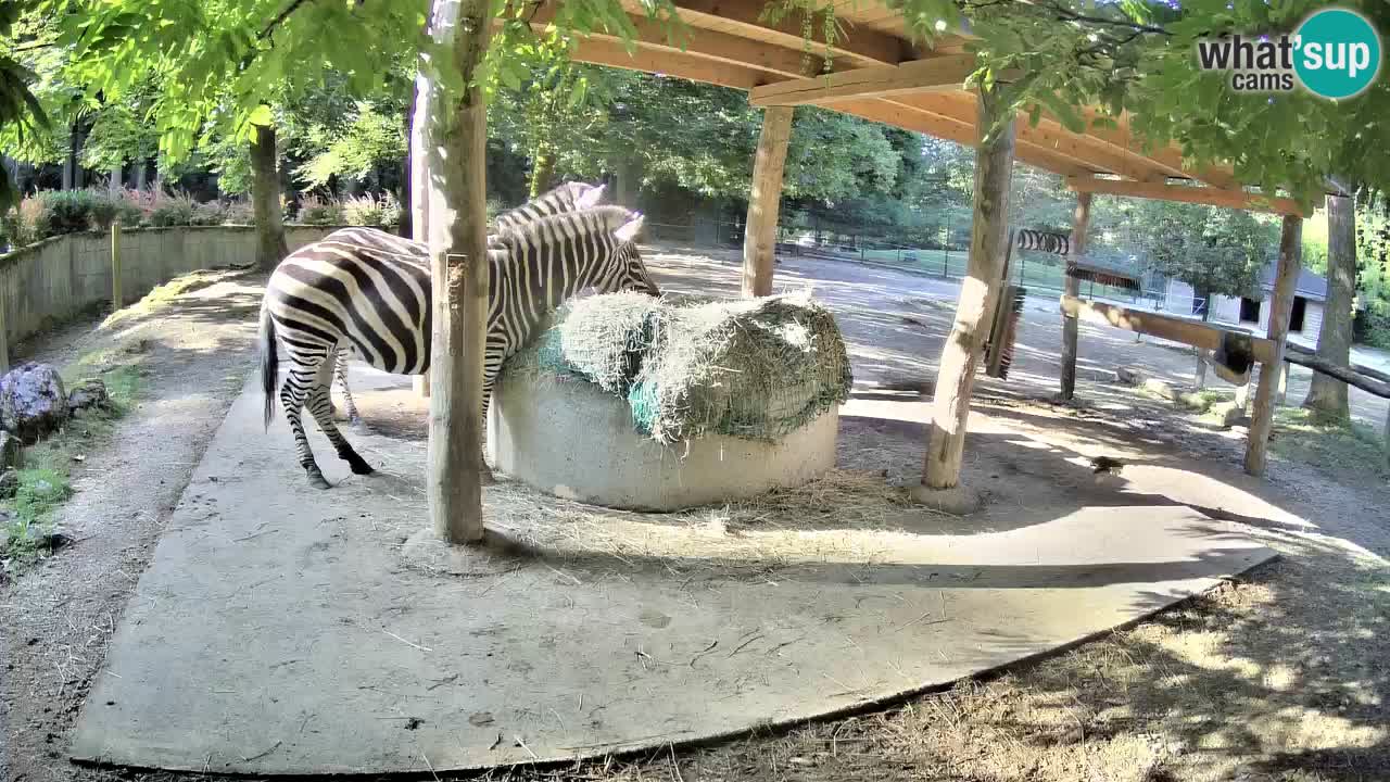 Zebre v živo v živalskem vrtu Ljubljana ZOO spletne kamere