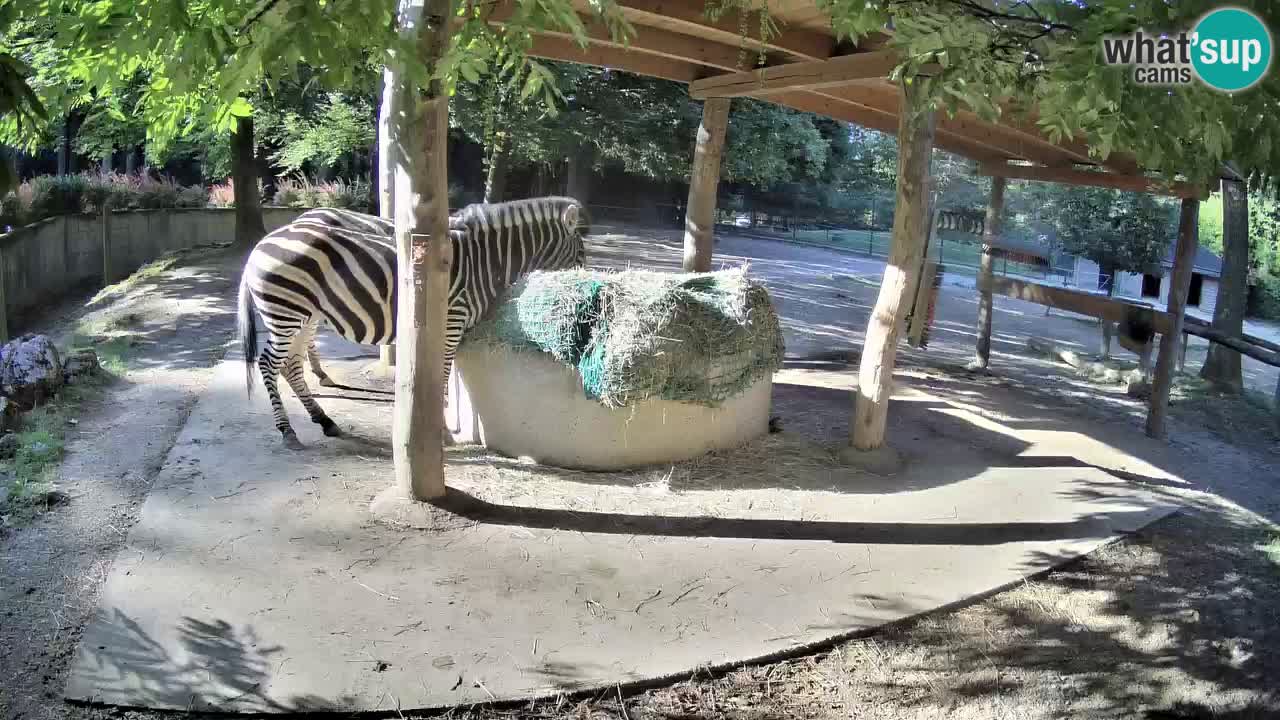 Live webcam Zebras in Ljubljana ZOO – Slovenia