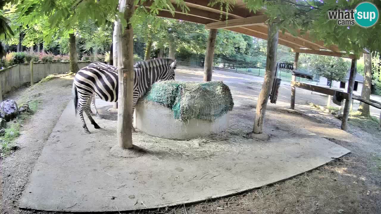 Le Zebre nello ZOO di Ljubljana – Slovenia Live webcam