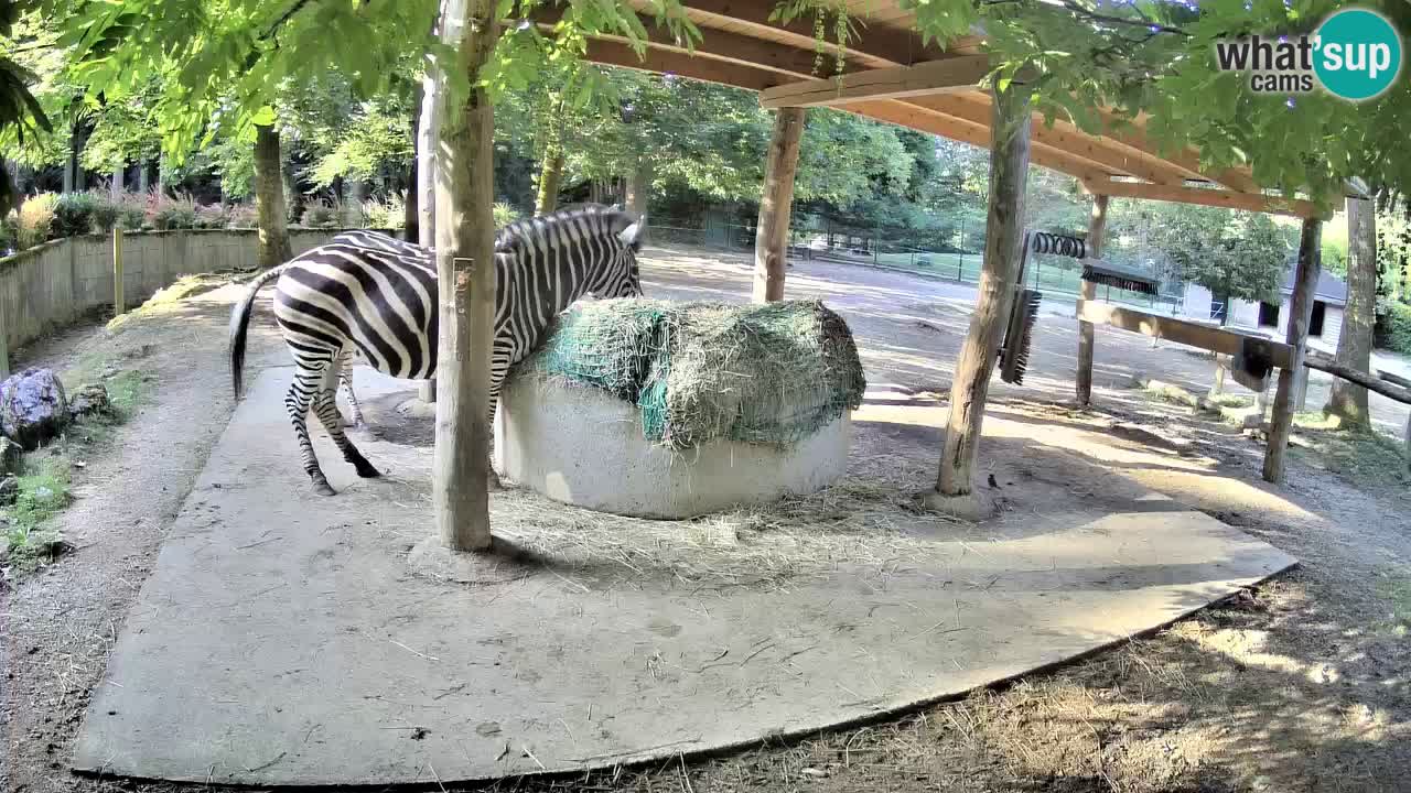 Live webcam Zebras in Ljubljana ZOO – Slovenia