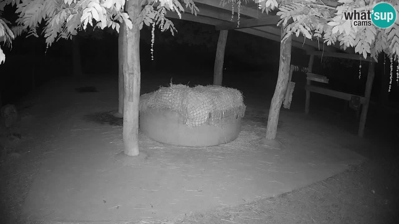 Live webcam Zebras in Ljubljana ZOO – Slovenia