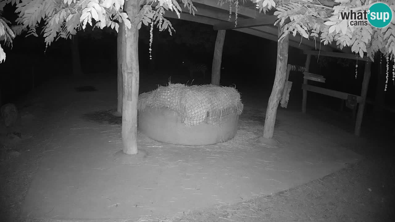 Live Webcam Zebras in Ljubljana ZOO – Slowenien