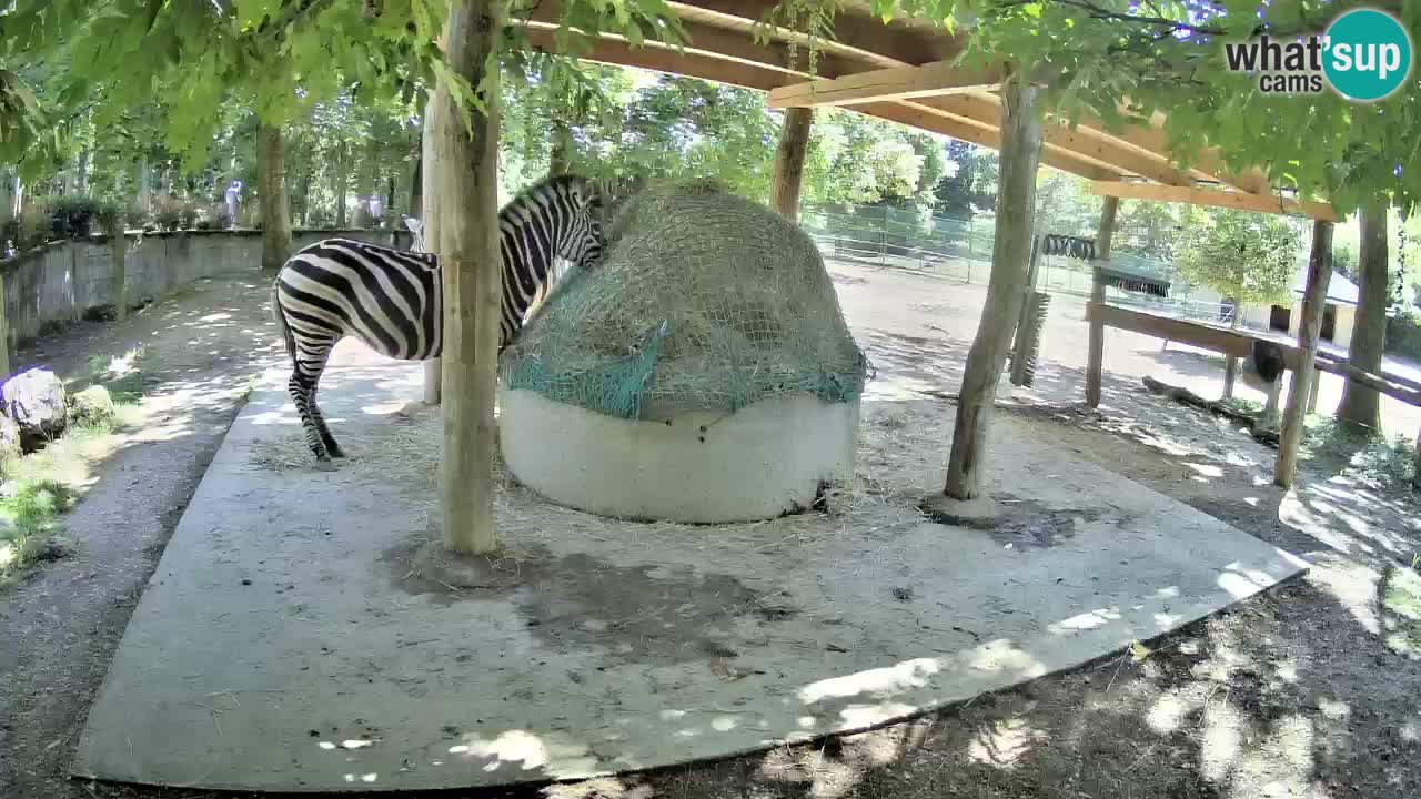 Live Webcam Zebras in Ljubljana ZOO – Slowenien