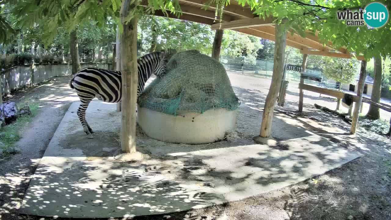 Live Webcam Zebras in Ljubljana ZOO – Slowenien