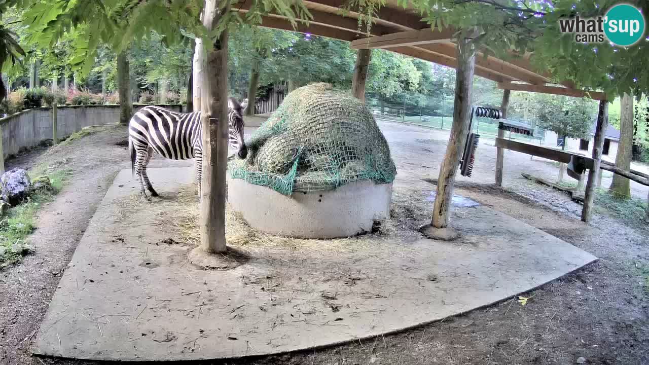 Web kamera uživo Zebras u ZOO Ljubljana – Slovenija