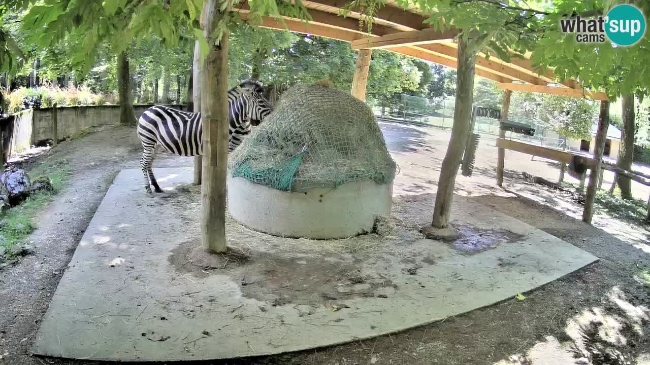 Live webcam Les zèbres in Ljubljana ZOO – Slovénie
