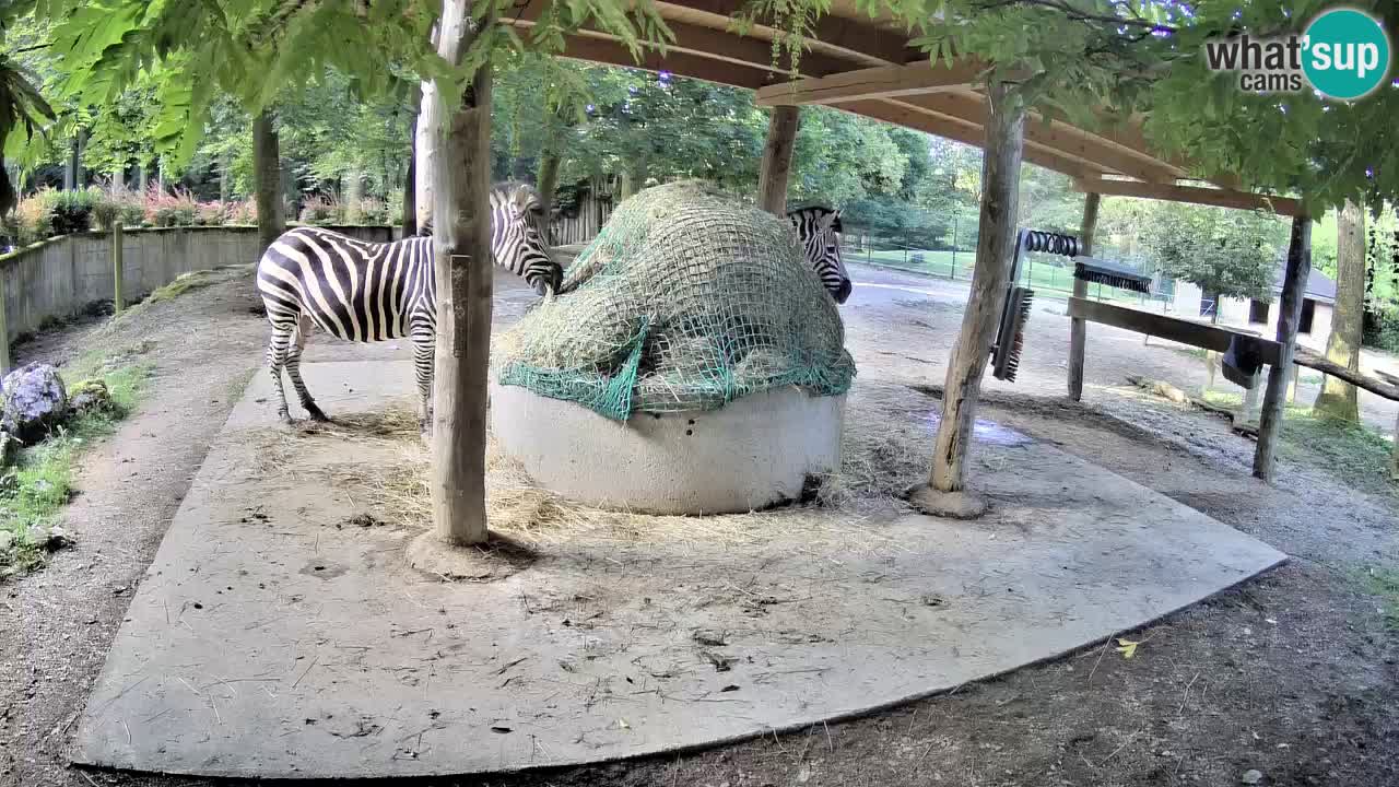 Live Webcam Zebras in Ljubljana ZOO – Slowenien