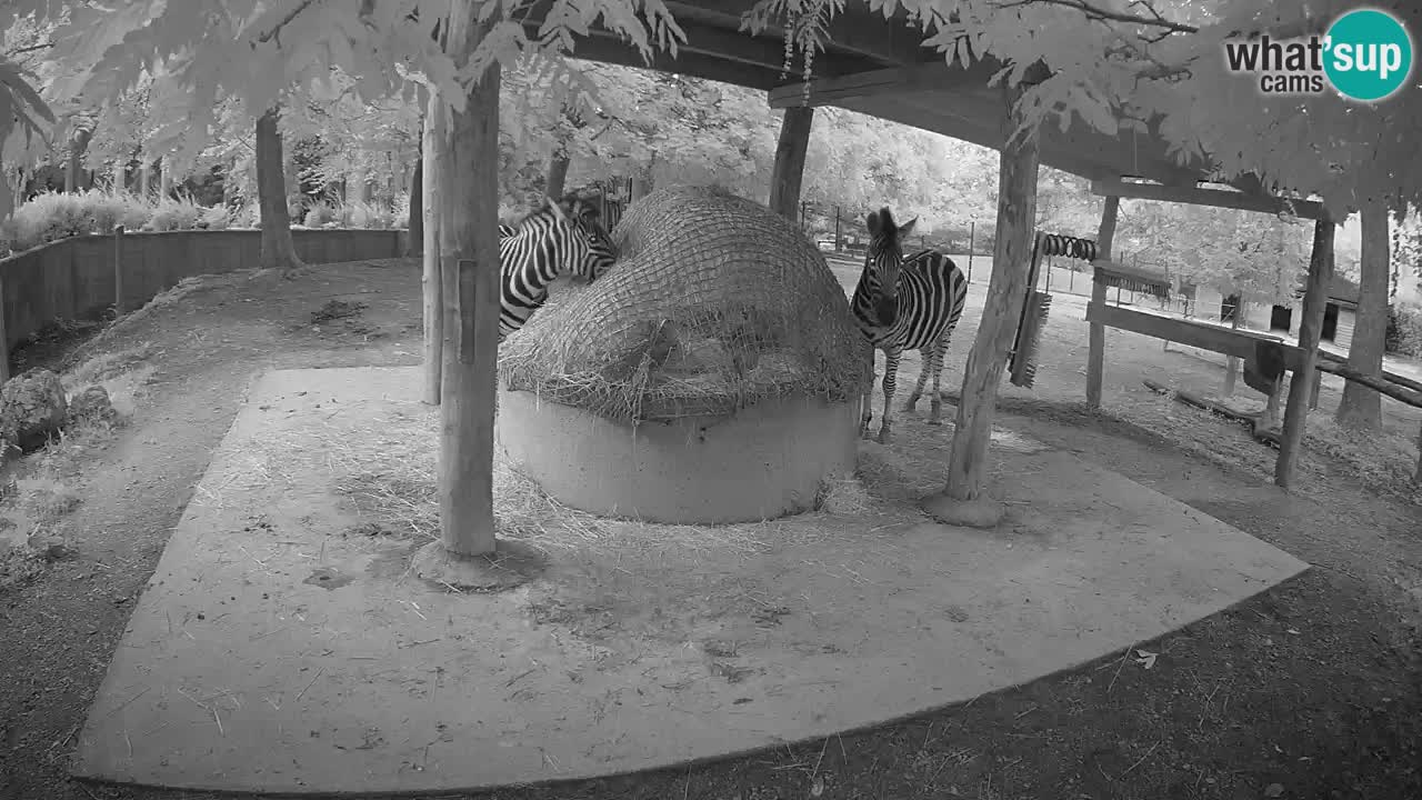 Zebre v živo v živalskem vrtu Ljubljana ZOO spletne kamere