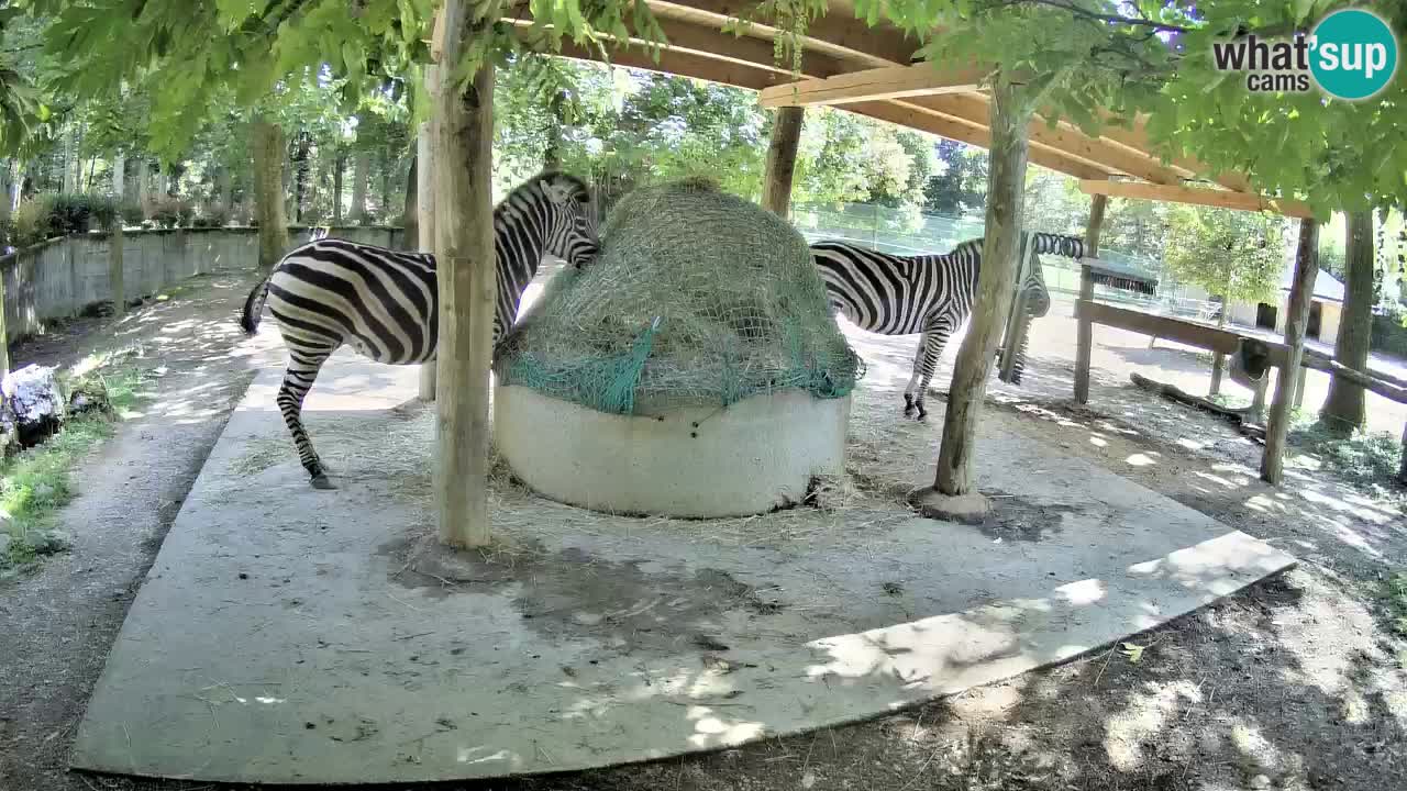 Live Webcam Zebras in Ljubljana ZOO – Slowenien