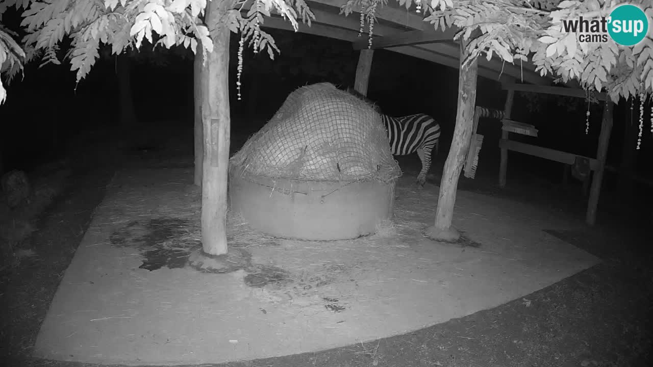 Live webcam Les zèbres in Ljubljana ZOO – Slovénie