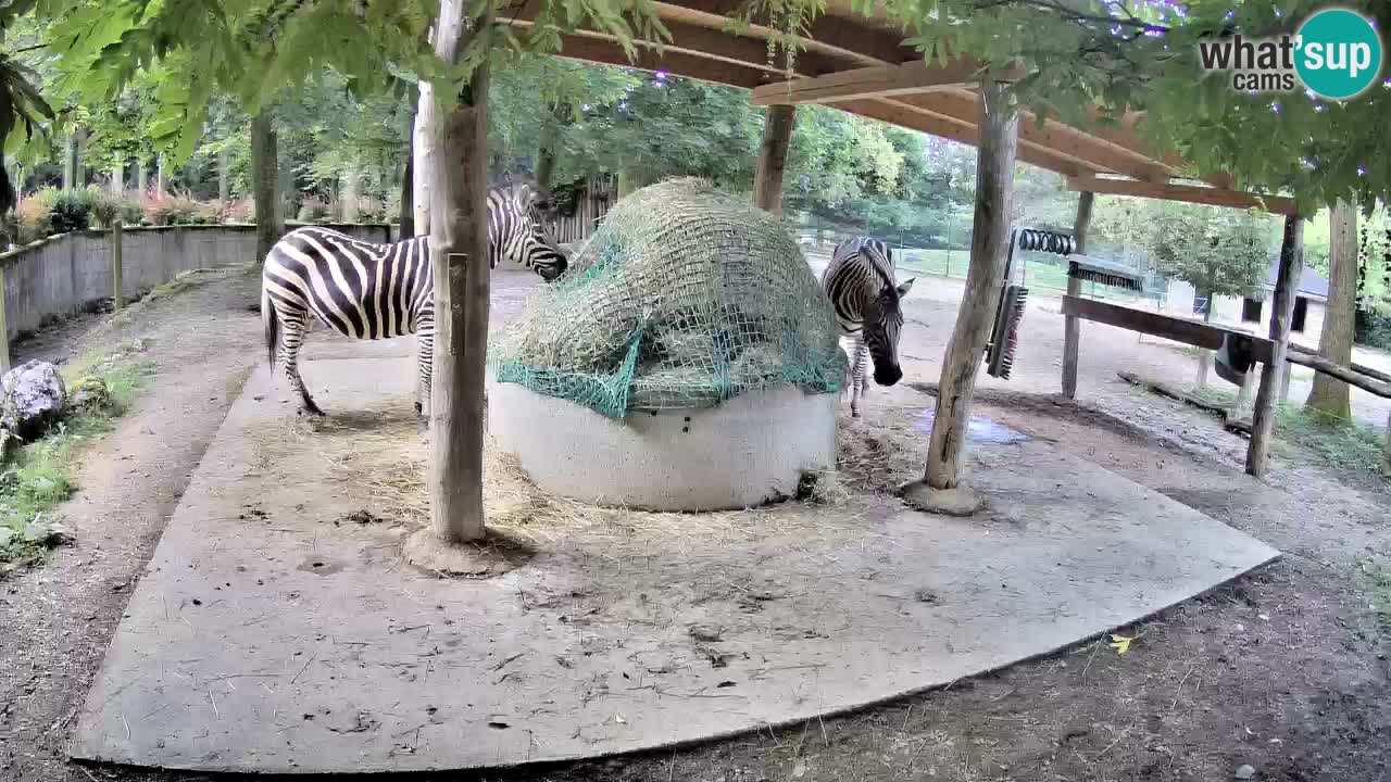 Live webcam Les zèbres in Ljubljana ZOO – Slovénie
