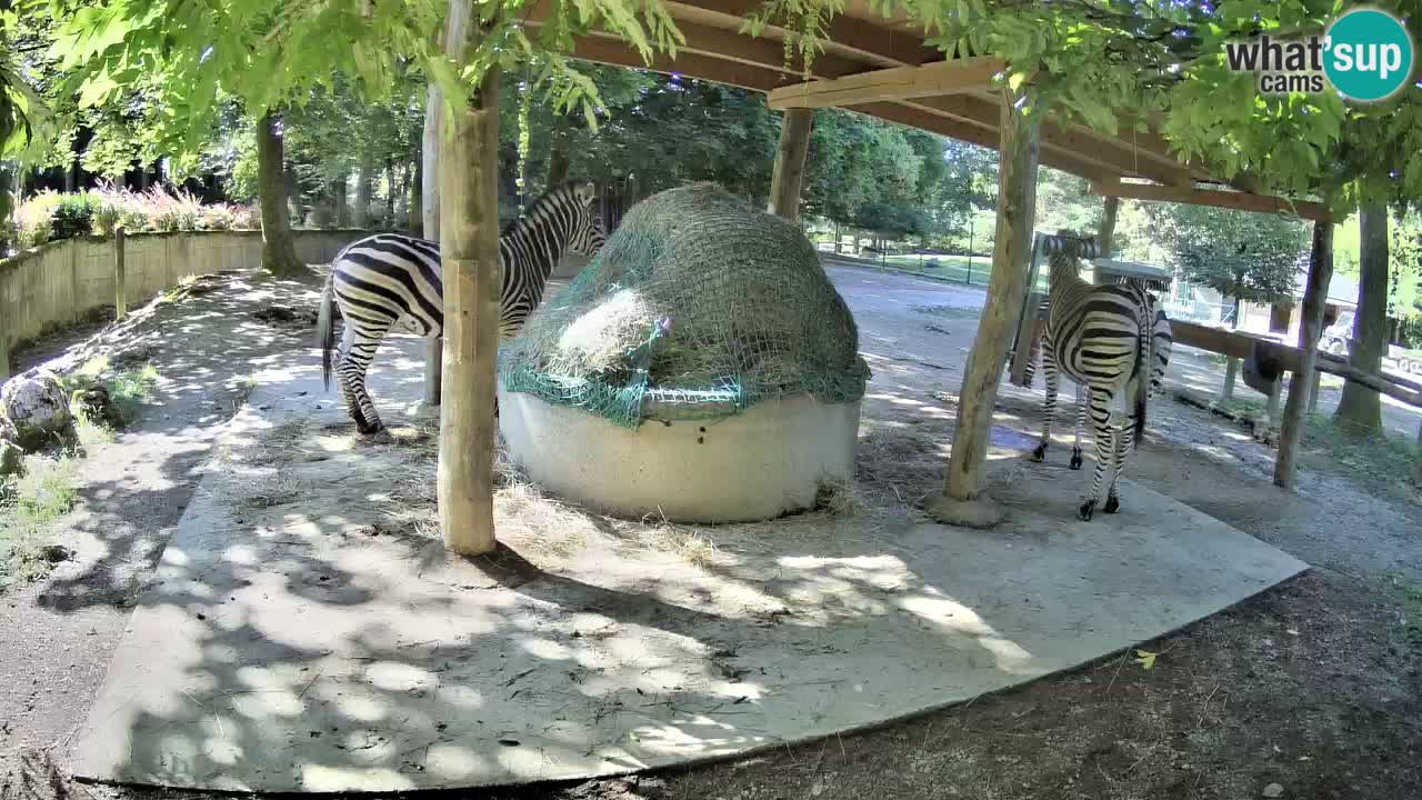 Le Zebre nello ZOO di Ljubljana – Slovenia Live webcam