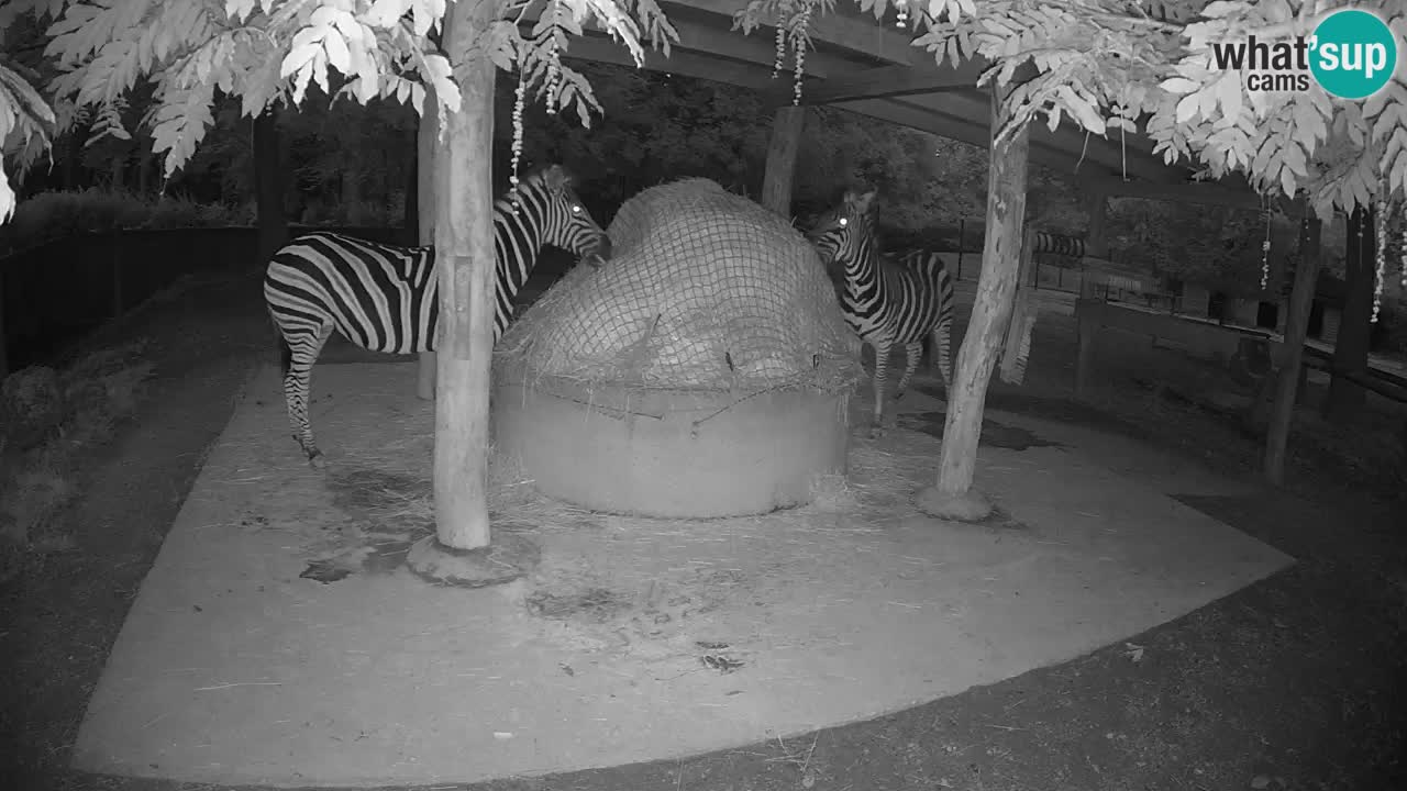 Camera en vivo Cebras in Ljubljana ZOO – Eslovenia