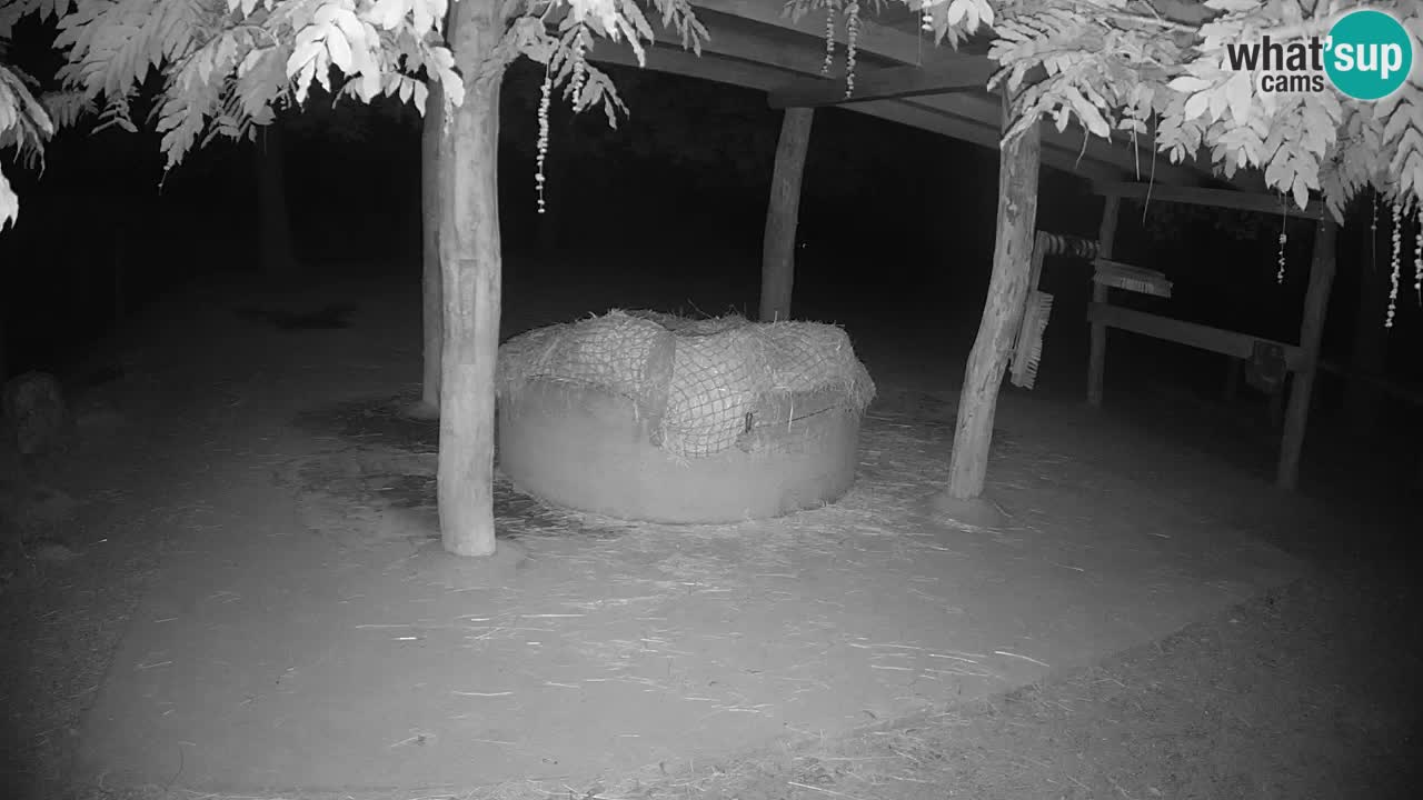Le Zebre nello ZOO di Ljubljana – Slovenia Live webcam