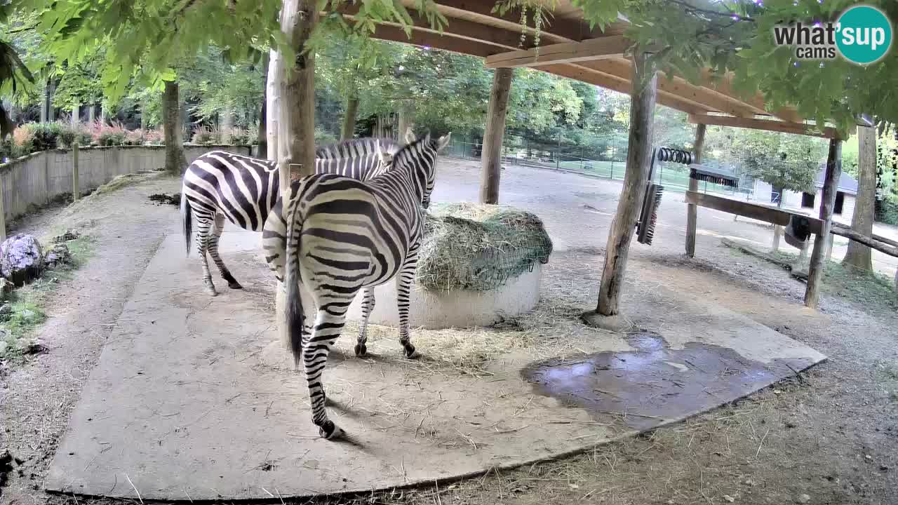 Live webcam Zebras in Ljubljana ZOO – Slovenia