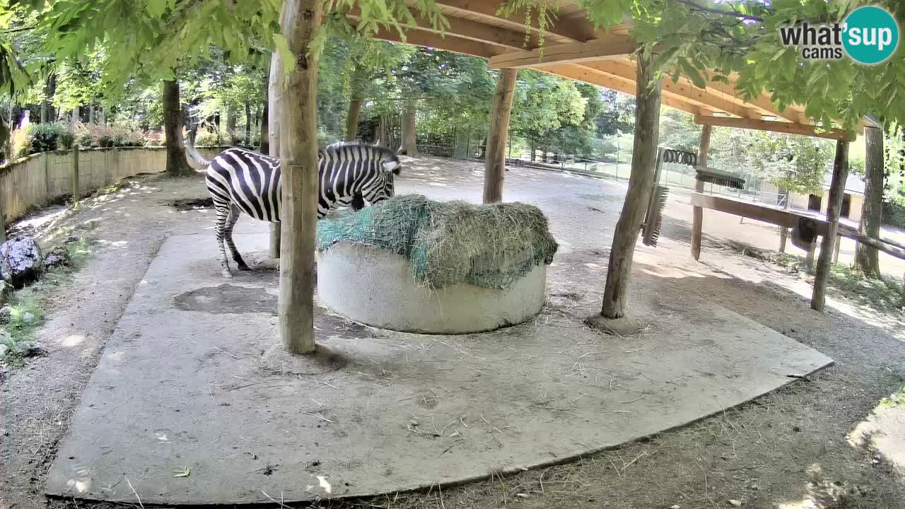 Live webcam Zebras in Ljubljana ZOO – Slovenia