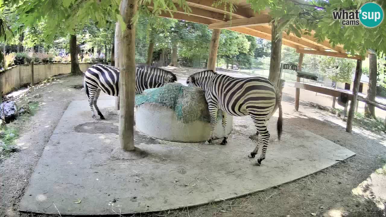 Le Zebre nello ZOO di Ljubljana – Slovenia Live webcam