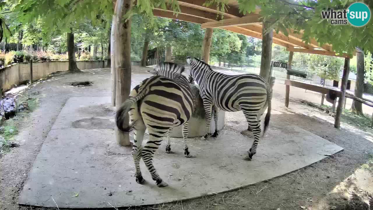 Live webcam Zebras in Ljubljana ZOO – Slovenia