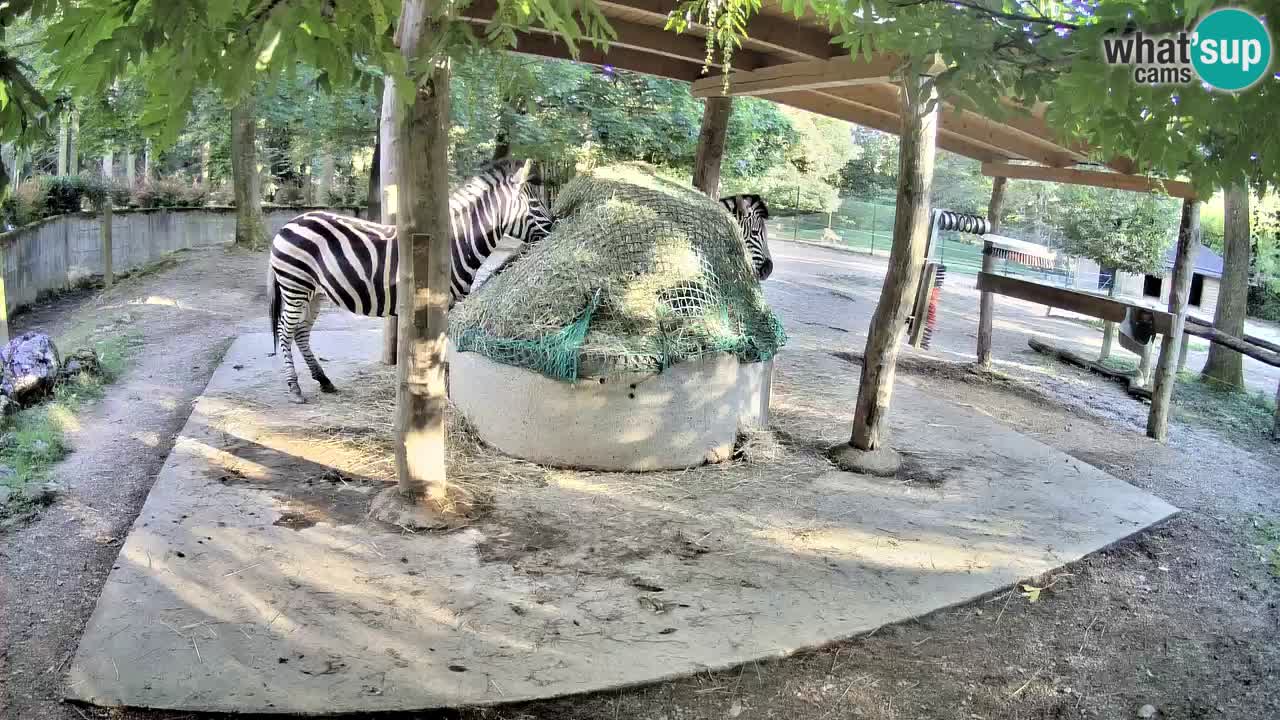 Camera en vivo Cebras in Ljubljana ZOO – Eslovenia