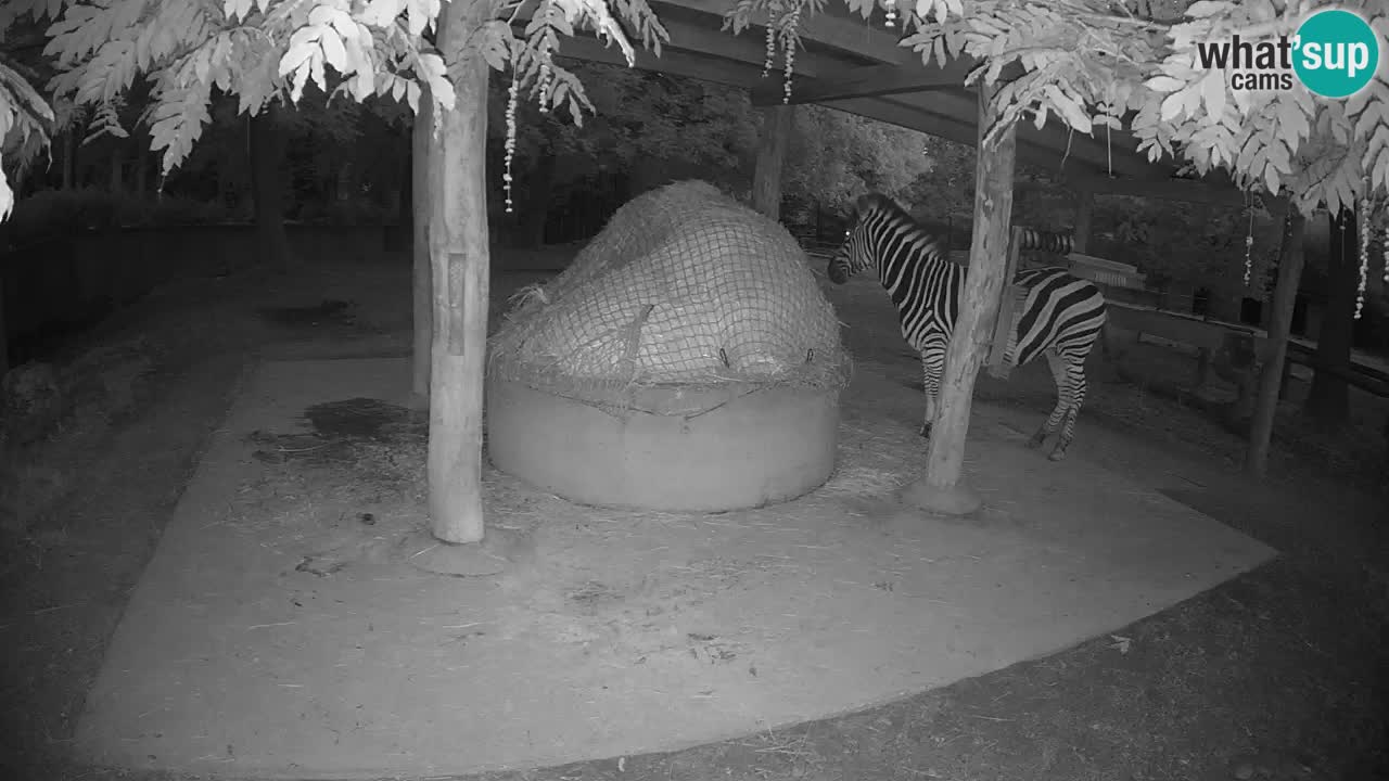 Zebre v živo v živalskem vrtu Ljubljana ZOO spletne kamere
