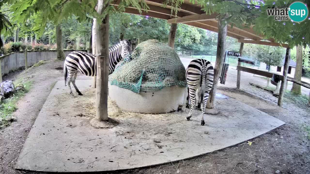 Live webcam Les zèbres in Ljubljana ZOO – Slovénie