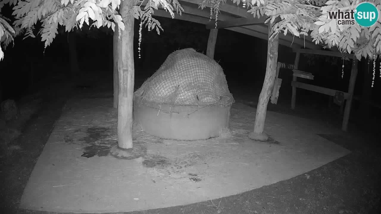 Live webcam Zebras in Ljubljana ZOO – Slovenia