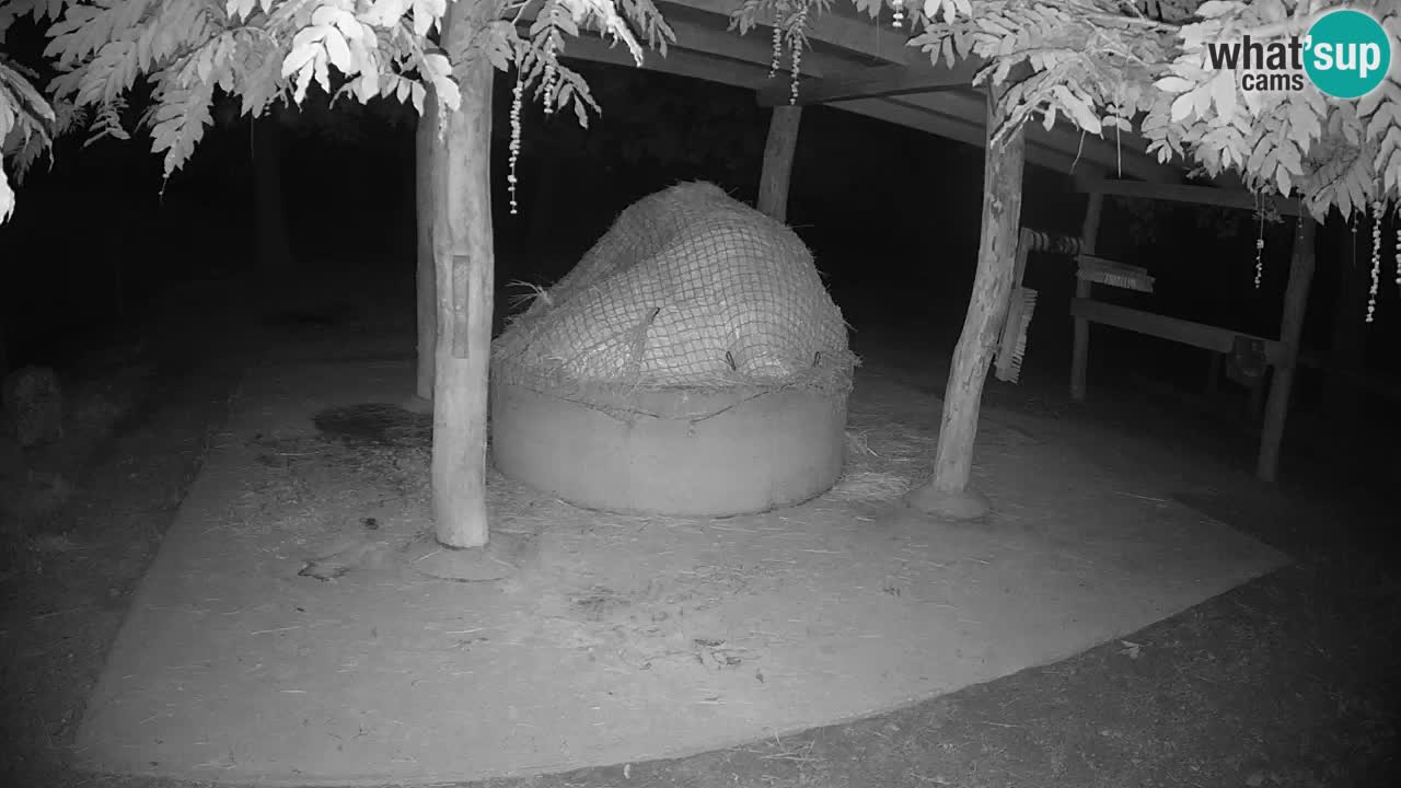 Live webcam Les zèbres in Ljubljana ZOO – Slovénie