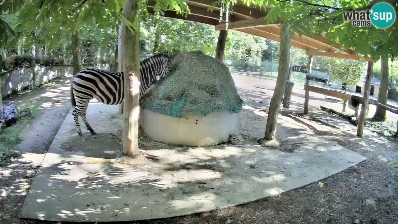 Zebre v živo v živalskem vrtu Ljubljana ZOO spletne kamere
