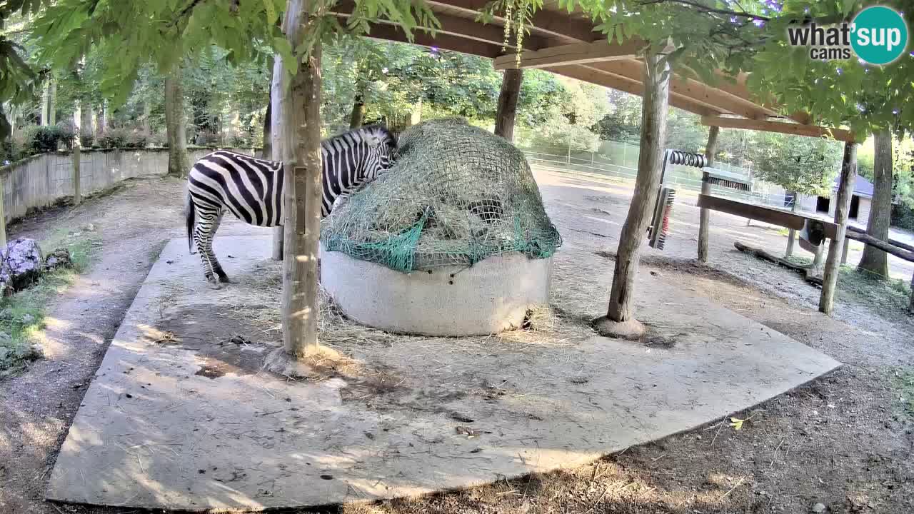 Live Webcam Zebras in Ljubljana ZOO – Slowenien