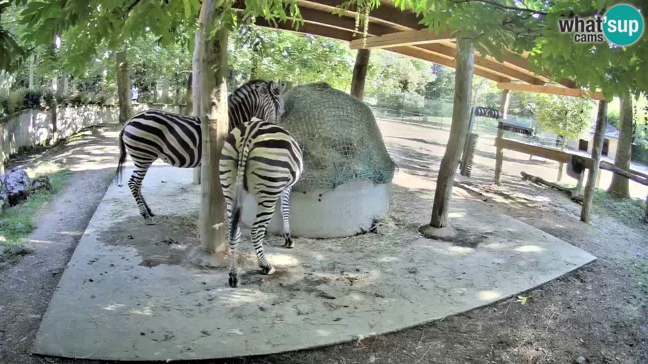 Live webcam Zebras in Ljubljana ZOO – Slovenia