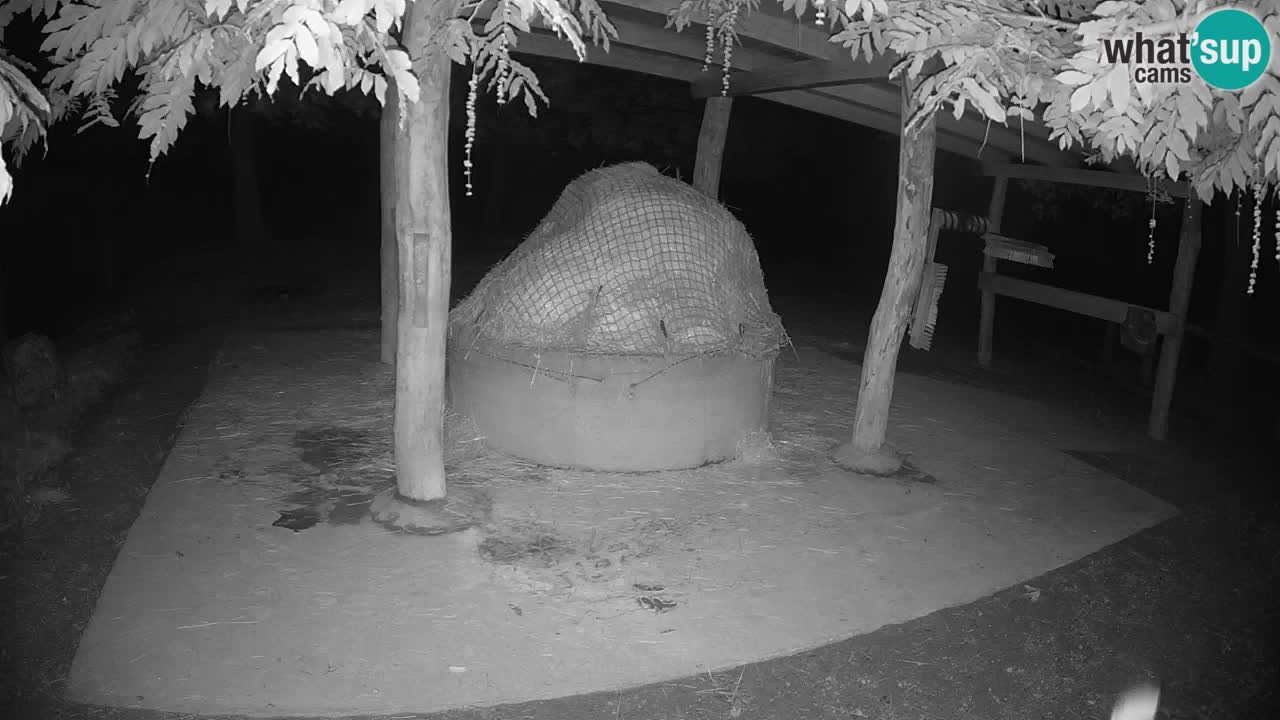 Live webcam Les zèbres in Ljubljana ZOO – Slovénie