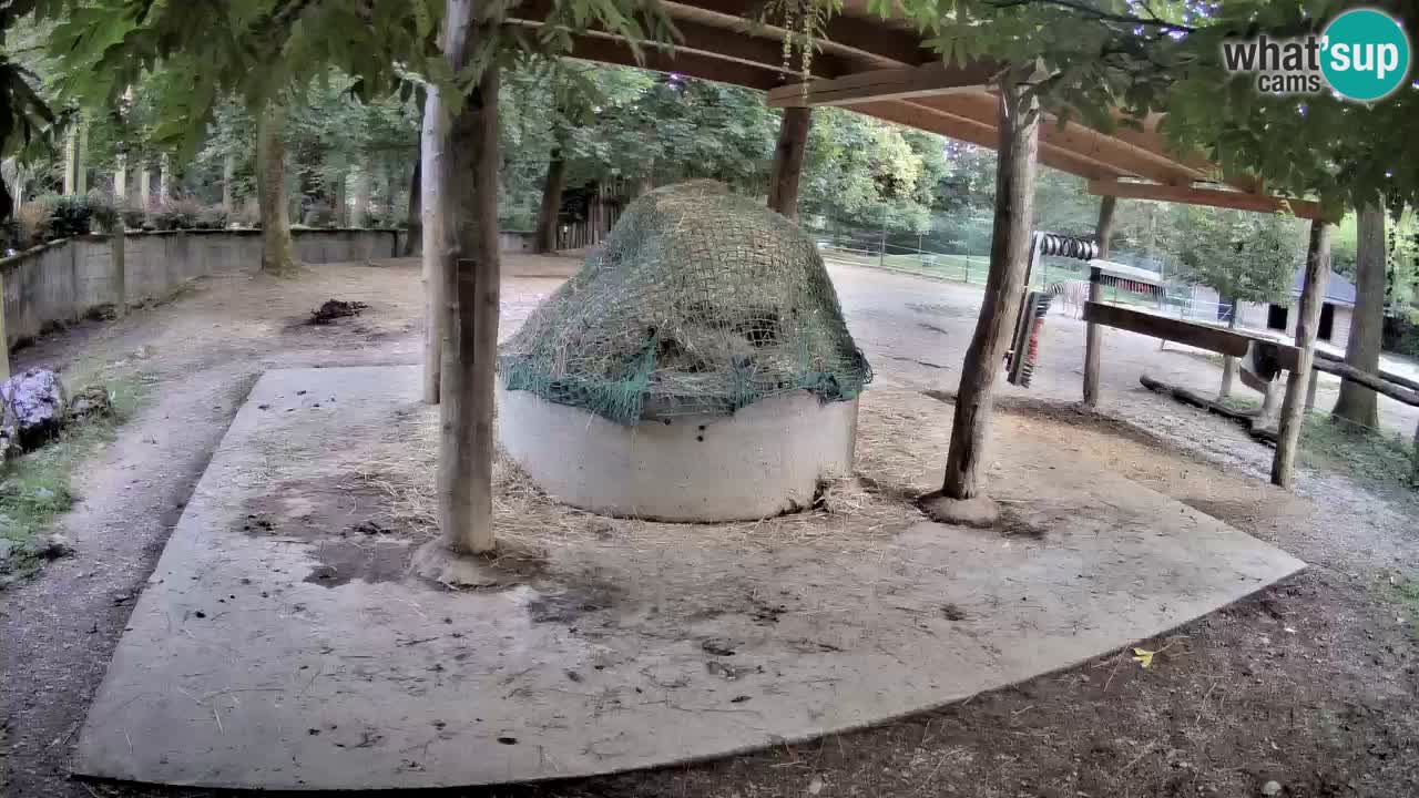 Camera en vivo Cebras in Ljubljana ZOO – Eslovenia