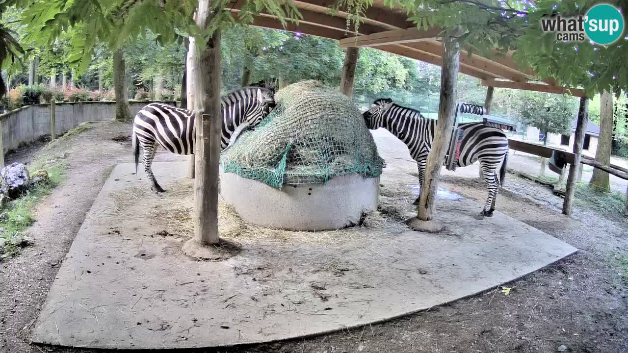 Camera en vivo Cebras in Ljubljana ZOO – Eslovenia