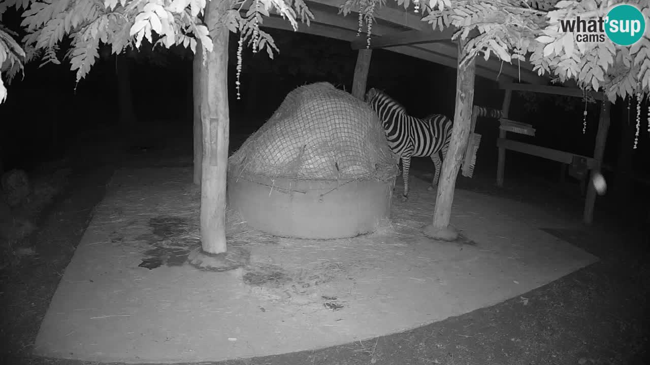 Zebre v živo v živalskem vrtu Ljubljana ZOO spletne kamere