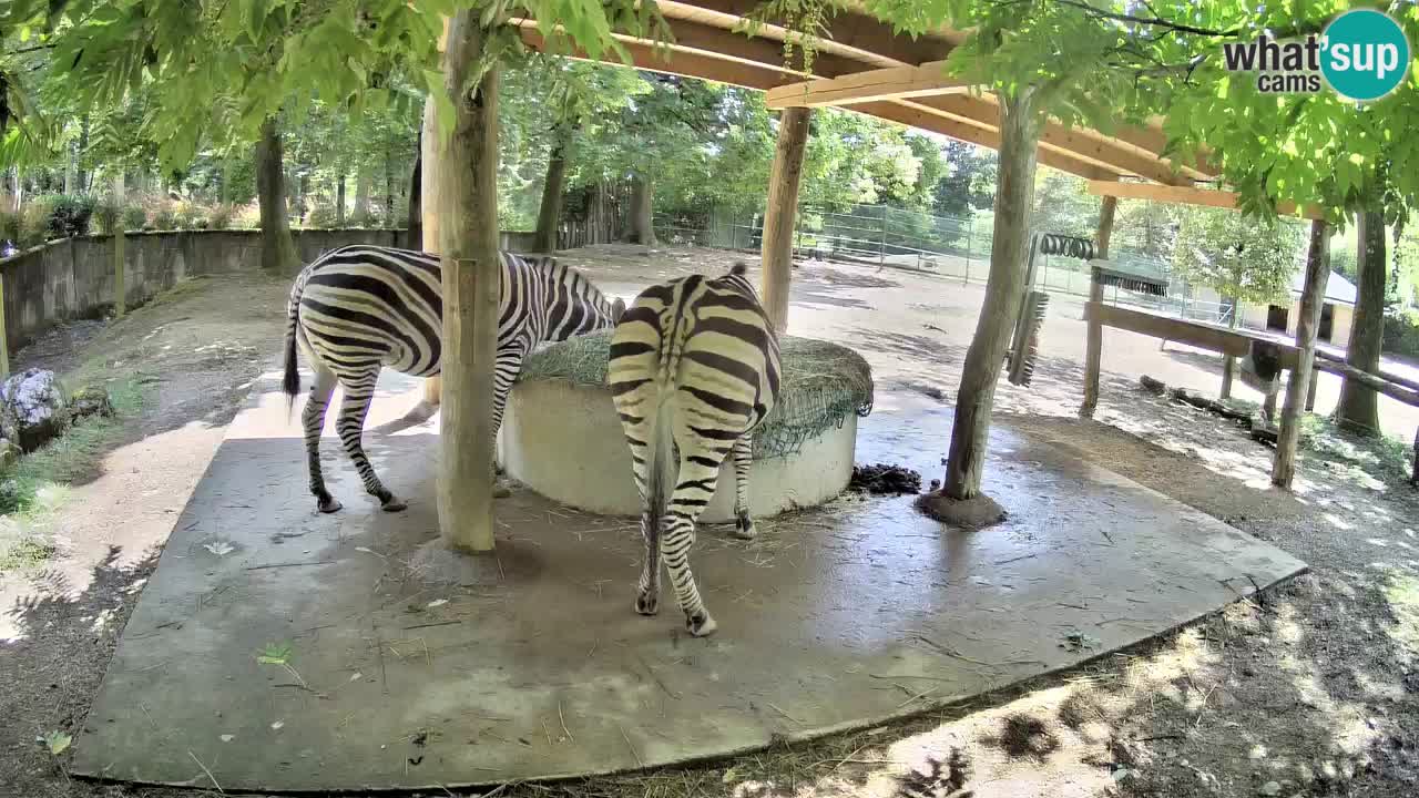 Zebre v živo v živalskem vrtu Ljubljana ZOO spletne kamere