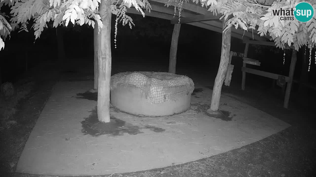 Camera en vivo Cebras in Ljubljana ZOO – Eslovenia