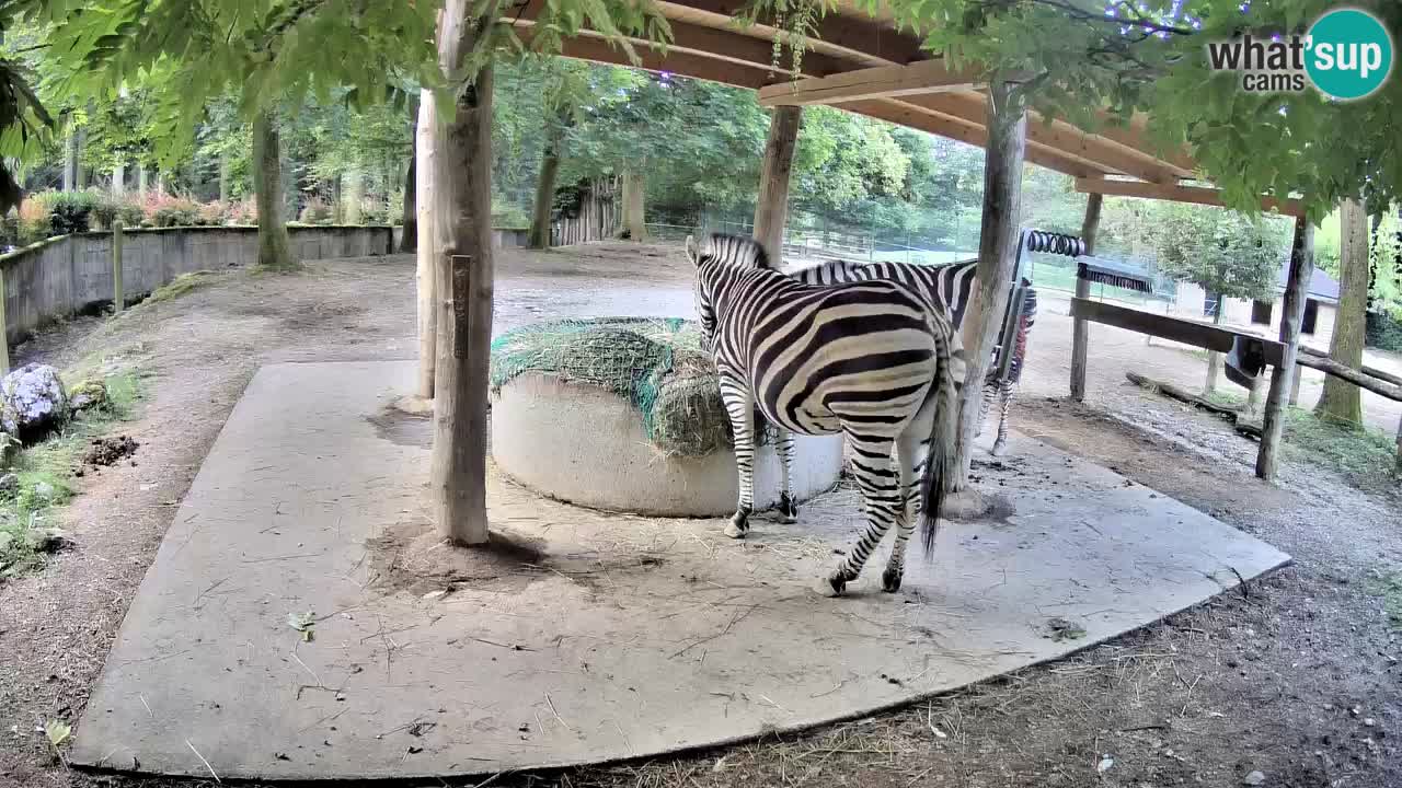 Camera en vivo Cebras in Ljubljana ZOO – Eslovenia