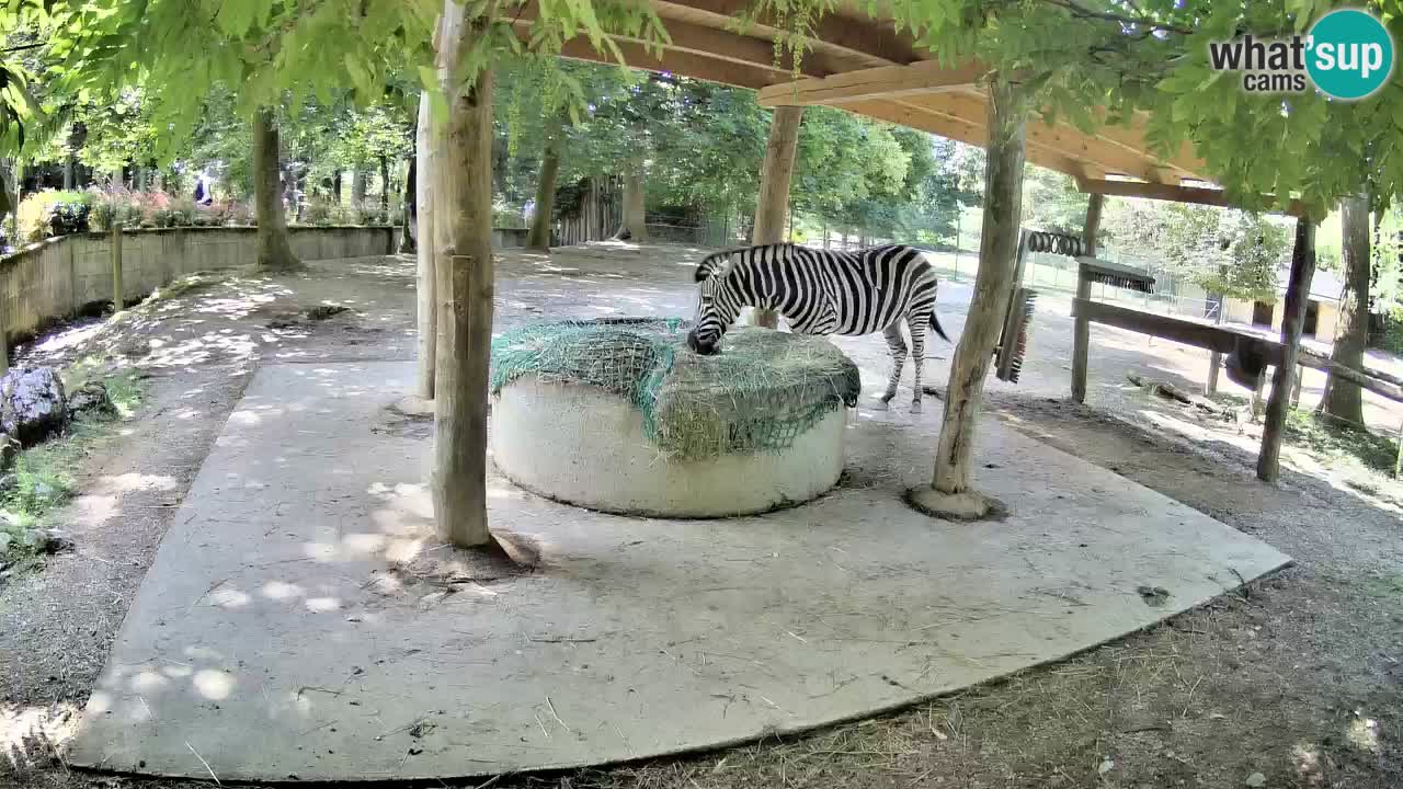 Live Webcam Zebras in Ljubljana ZOO – Slowenien
